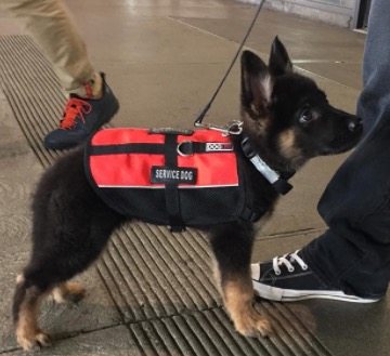 pups-training-to-be-guide-dogs-6