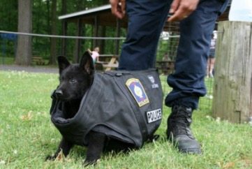 pups-training-to-be-guide-dogs-7