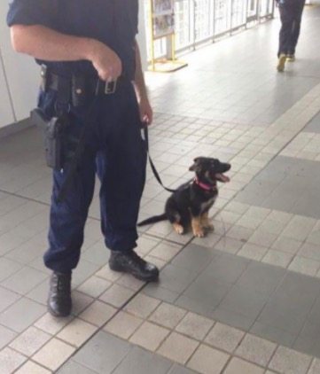 pups-training-to-be-guide-dogs-8