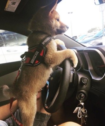 pups-training-to-be-guide-dogs-9