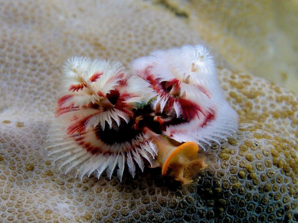 strange-sea-creatures-10
