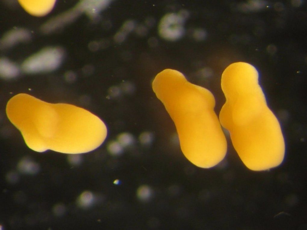 strange-sea-creatures-4