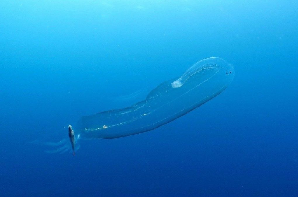 strange-sea-creatures-5