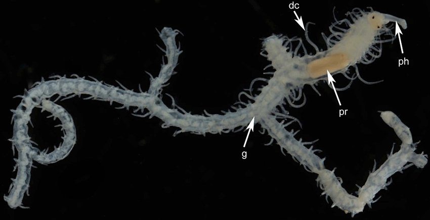 strange-sea-creatures-6