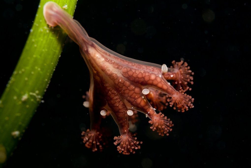 strange-sea-creatures-8
