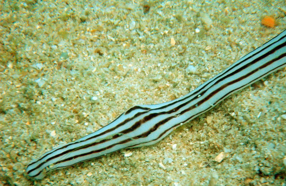 strange-sea-creatures-9