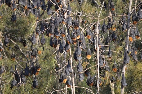 terrifying-animals-3