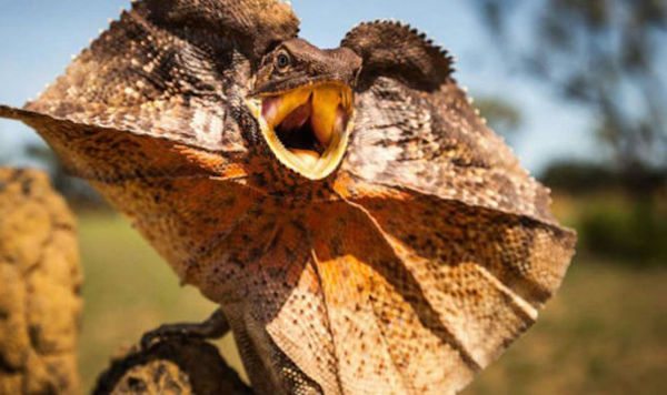 terrifying-animals-5