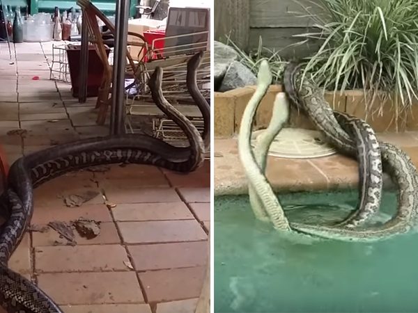 terrifying-animals-8