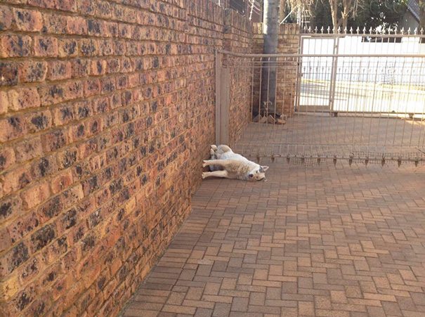 1-hilarious-dogs-that-forgot-how-to-dog