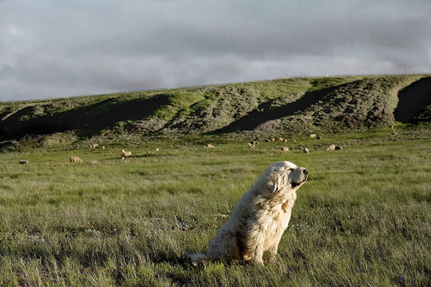 1-rare-look-at-the-lives-of-elderly-dogs