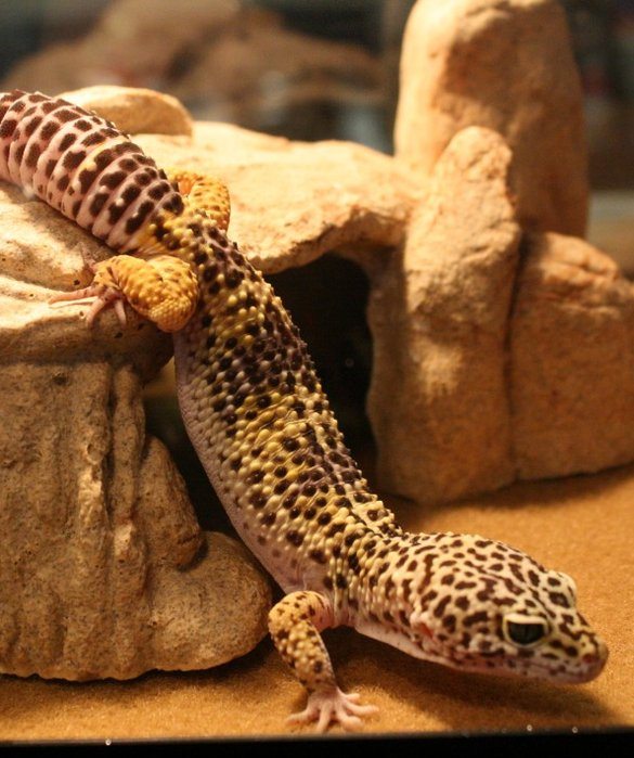 10-best-pet-for-every-zodiac-sign