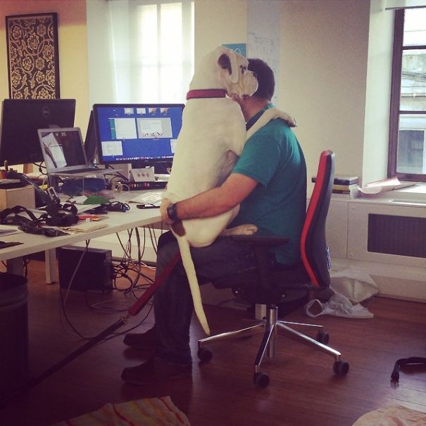 10-hilarious-dogs-that-forgot-how-to-dog