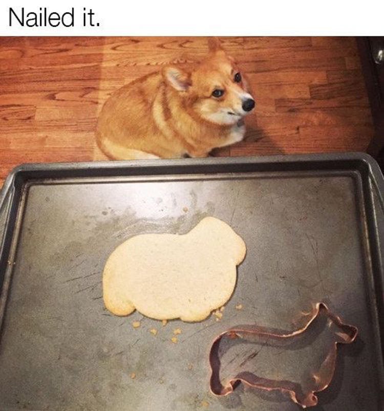 11-animal-memes-you-cant-help-but-laugh-at