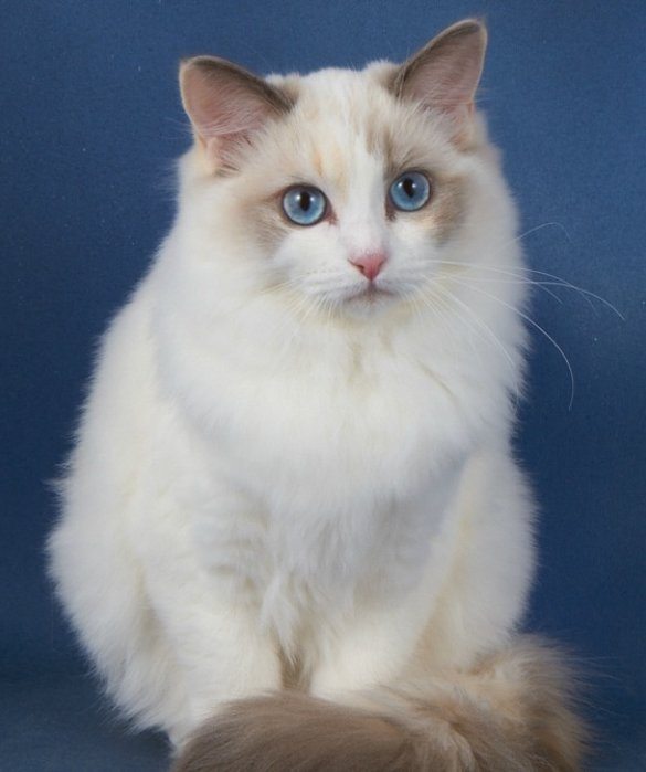 11-best-pet-for-every-zodiac-sign