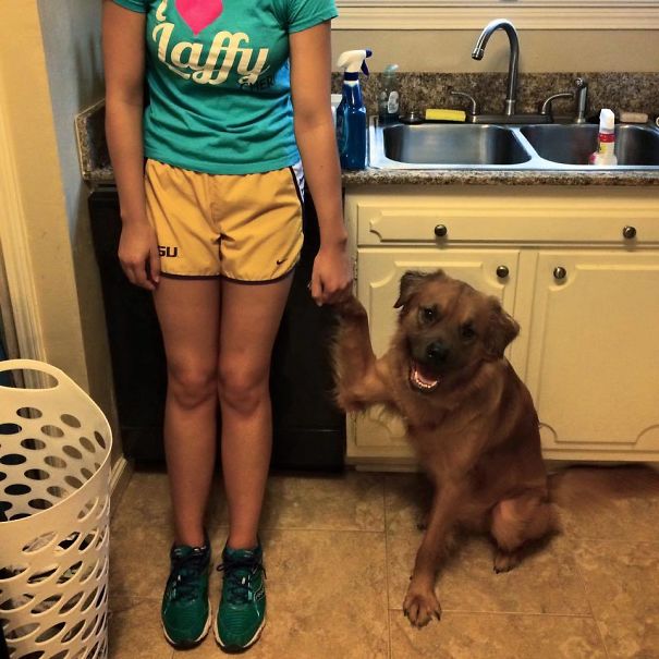 11-hilarious-dogs-that-forgot-how-to-dog