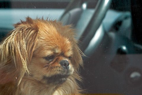 11-protect-dog-from-sun-burn