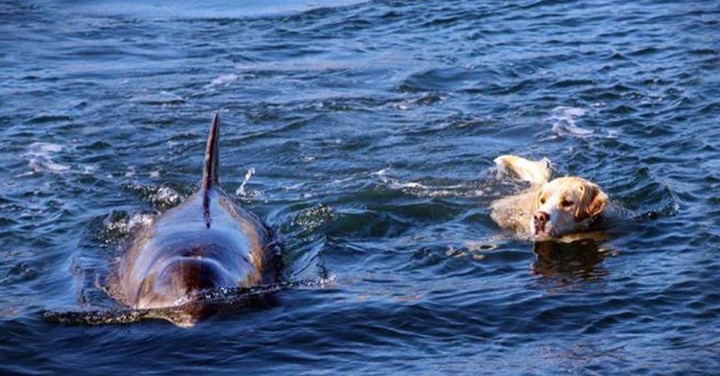 12-adorable-animals-surprisingly-became-bffs