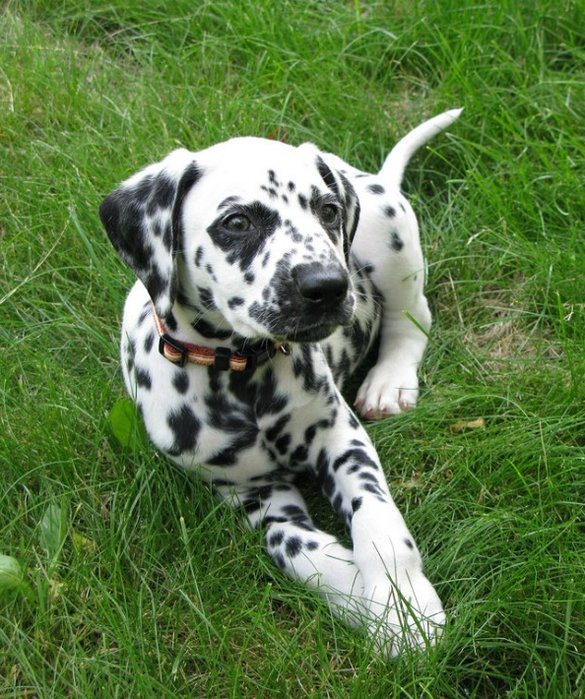 12-best-pet-for-every-zodiac-sign