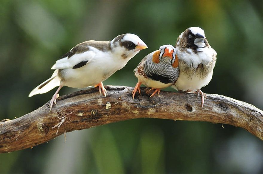 12-funniest-photos-2017-comedy-wildlife-awards