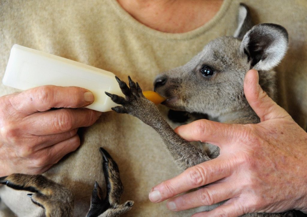 15-perfect-trips-for-people-who-love-animals