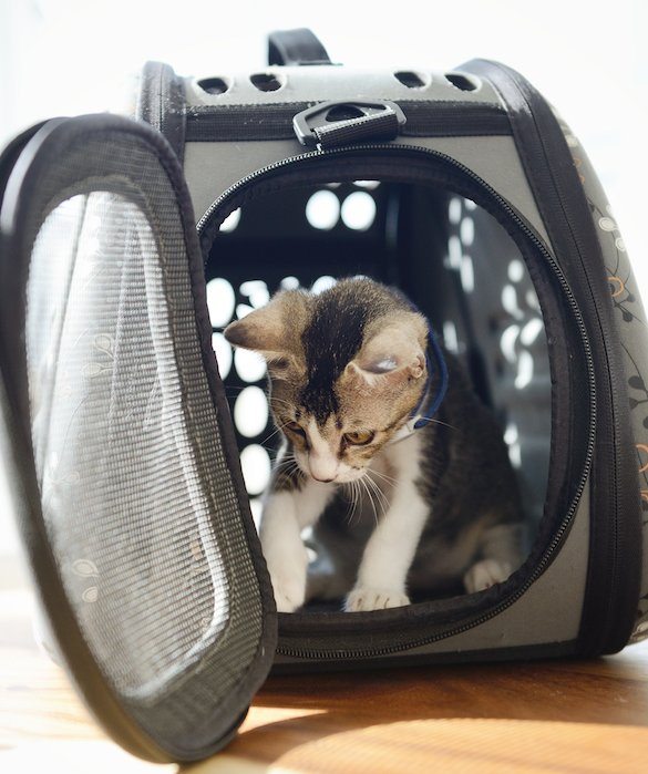 2-tips-for-traveling-with-pets