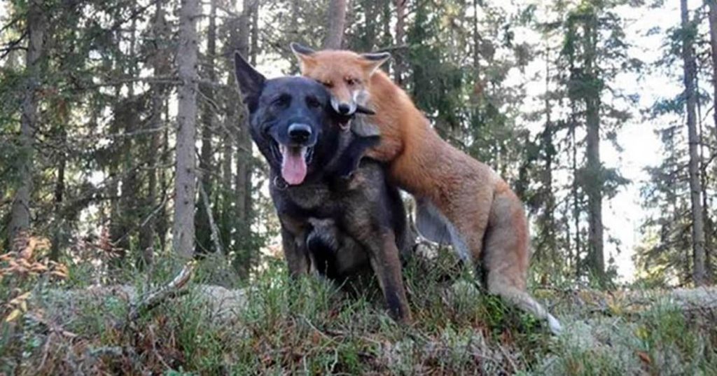 3-adorable-animals-surprisingly-became-bffs