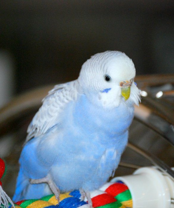 3-best-pet-for-every-zodiac-sign