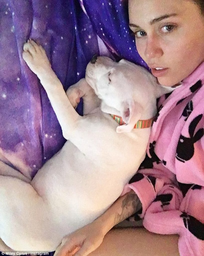 3-cutest-pets-hollywood