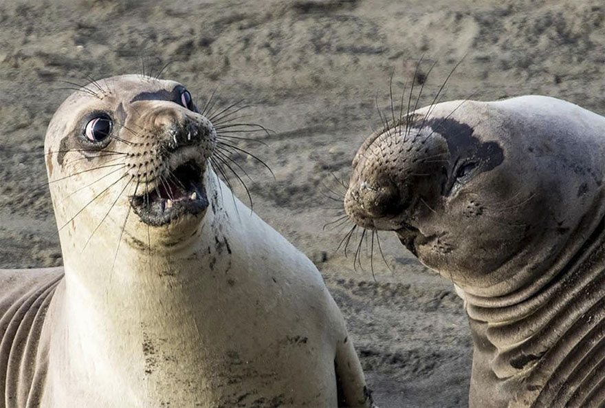 3-funniest-photos-2017-comedy-wildlife-awards