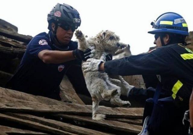 3-heartbreaking-pics-animals-saving-pets