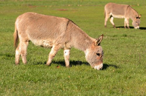 3-most-unusual-animals-to-keep-as-pets