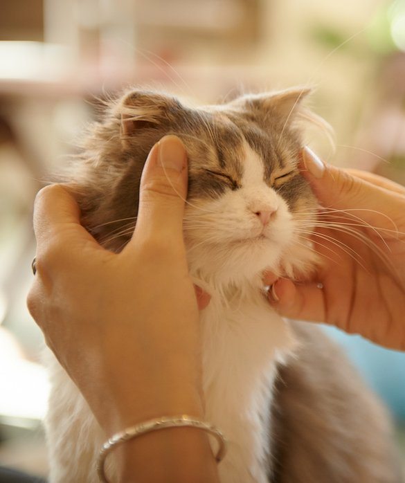 3-tips-for-traveling-with-pets