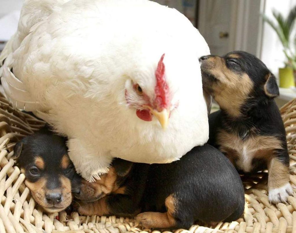 4-adorable-animals-surprisingly-became-bffs