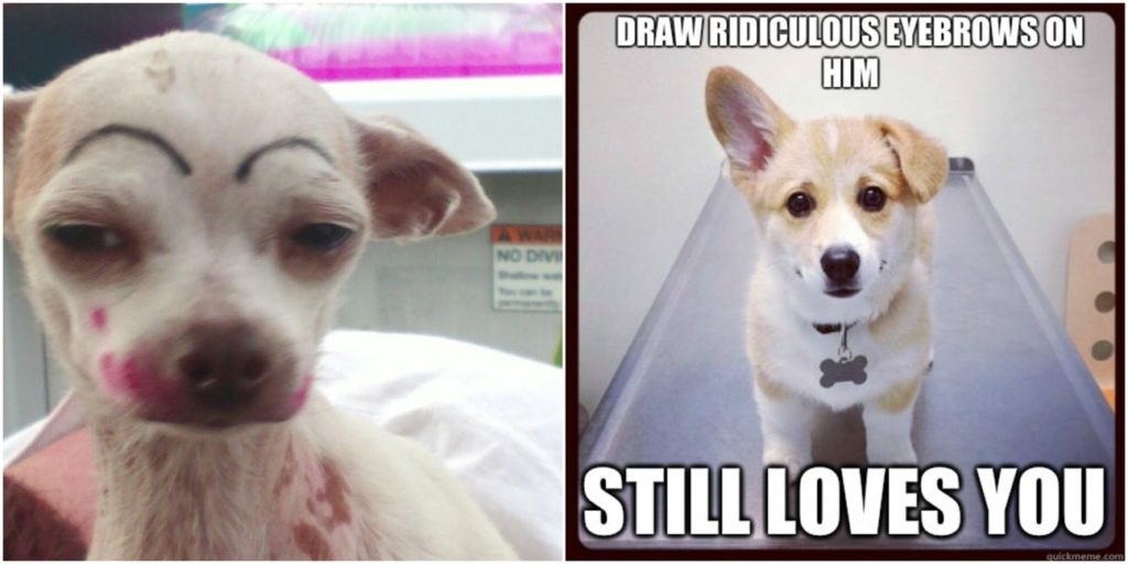 4-animal-memes-you-cant-help-but-laugh-at