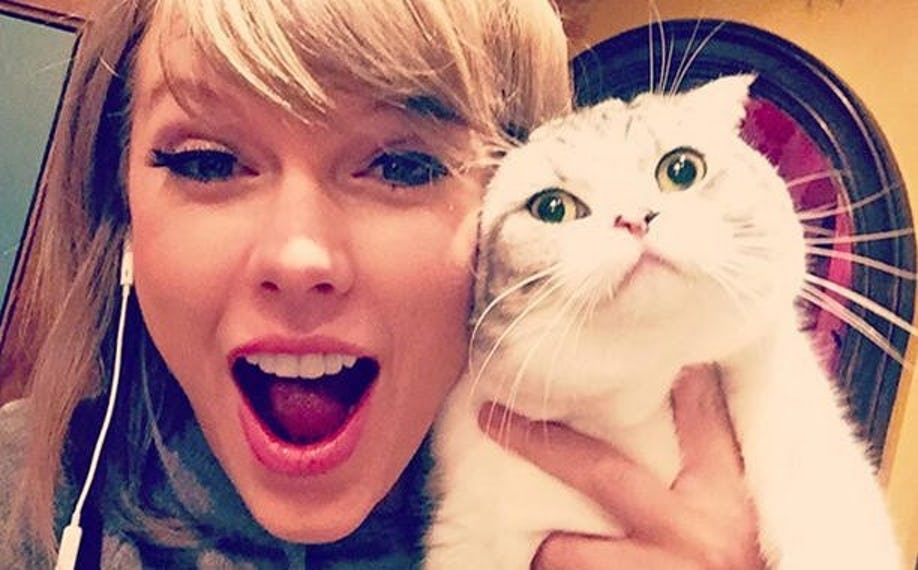 4-cutest-pets-hollywood