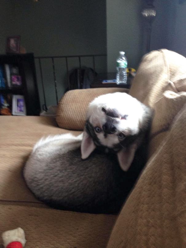 4-hilarious-dogs-that-forgot-how-to-dog