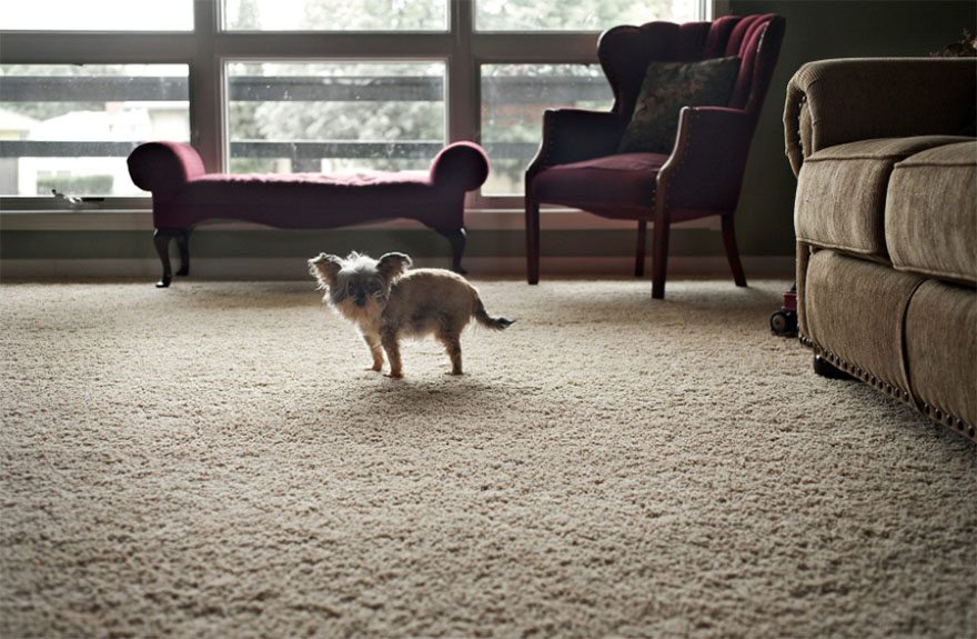 4-rare-look-at-the-lives-of-elderly-dogs