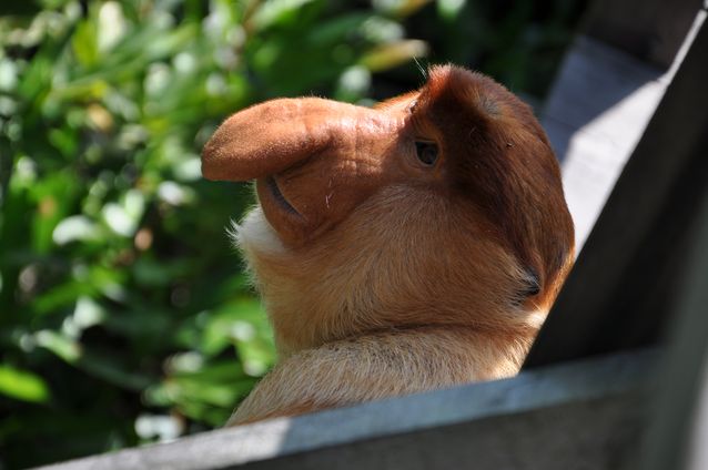 4-ugliest-animals-on-the-planet