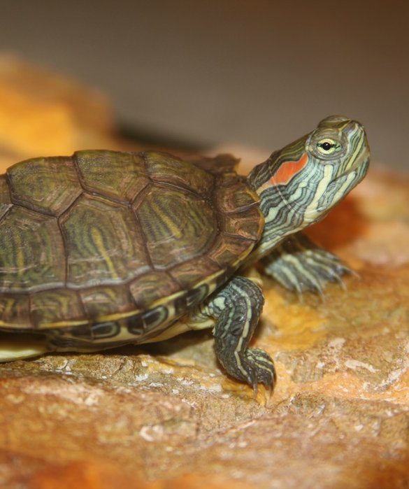 5-best-pet-for-every-zodiac-sign