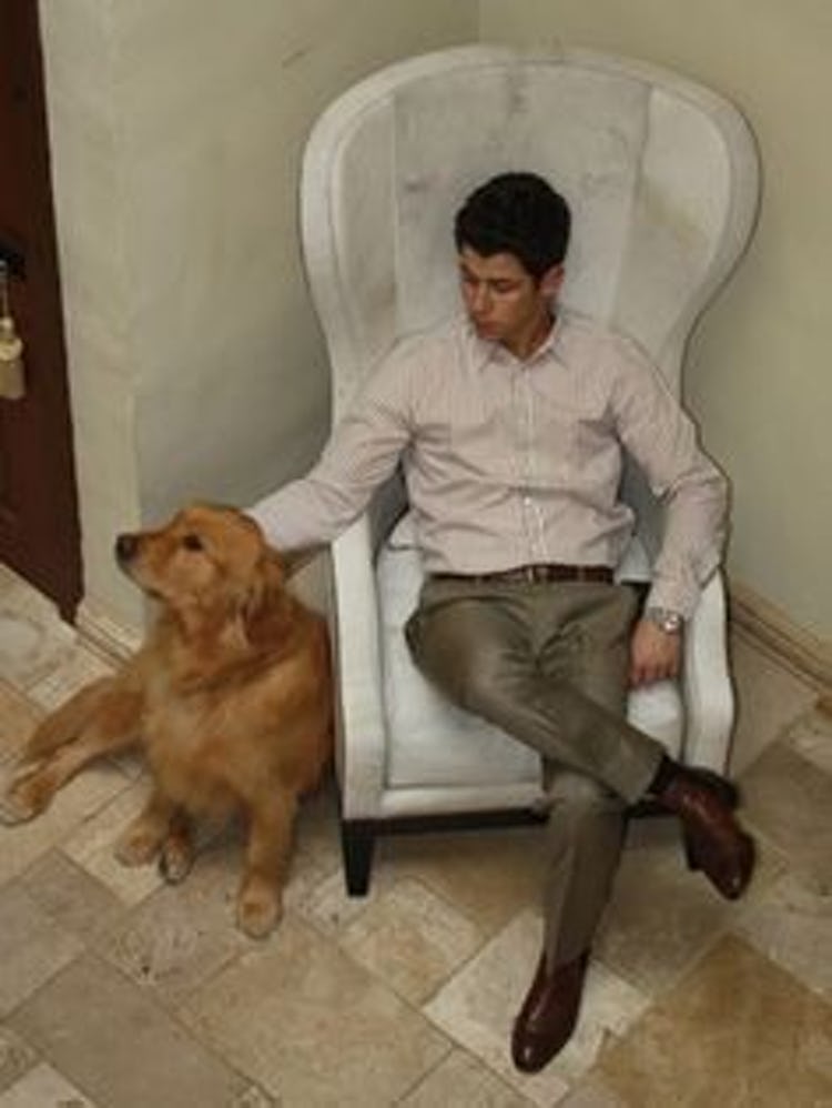 5-cutest-pets-hollywood