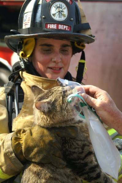 5-heartbreaking-pics-animals-saving-pets