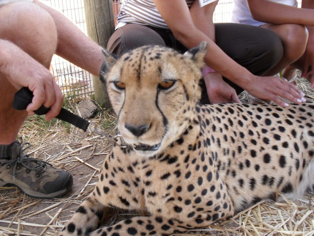 5-perfect-trips-for-people-who-love-animals