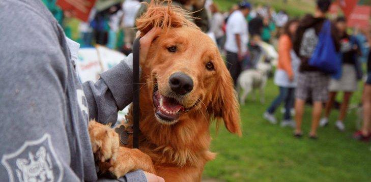 5-protect-dog-from-sun-burn