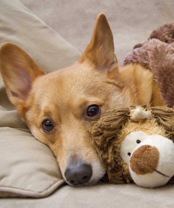 5-tips-for-traveling-with-pets