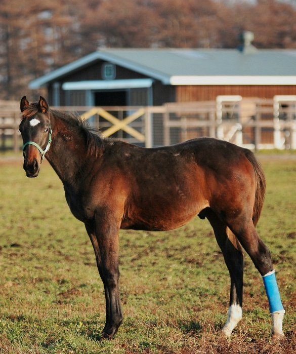 6-best-pet-for-every-zodiac-sign