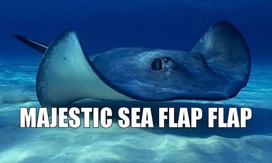 6-how-animals-should-have-actually-been-made