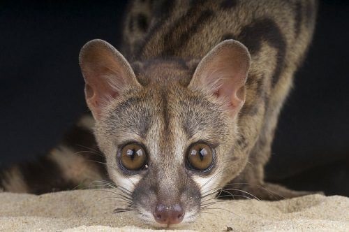 6-most-unusual-animals-to-keep-as-pets