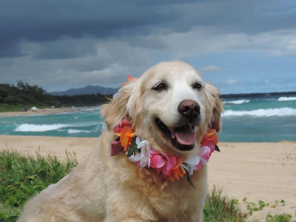 6-perfect-trips-for-people-who-love-animals