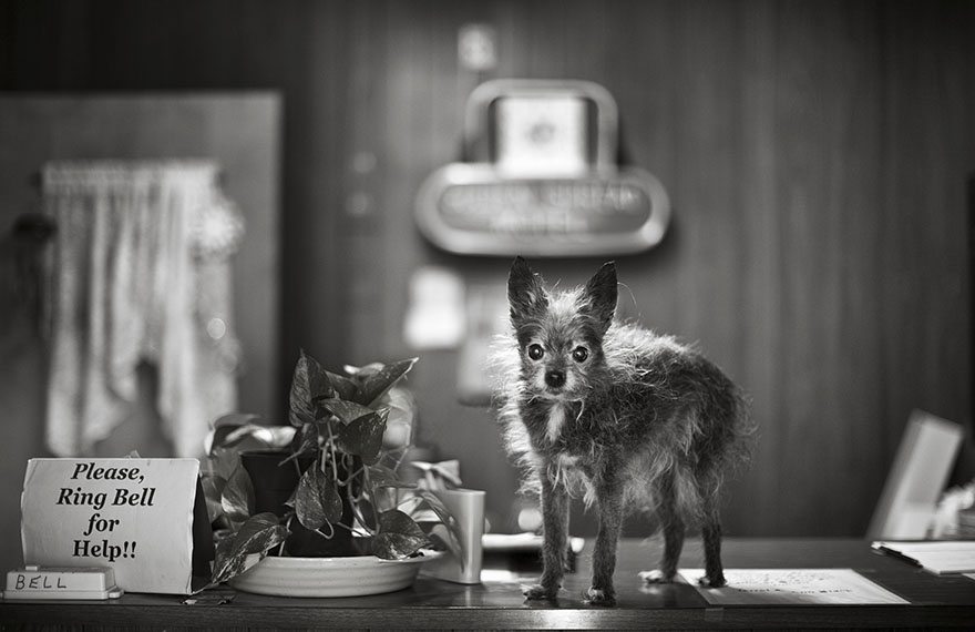 6-rare-look-at-the-lives-of-elderly-dogs